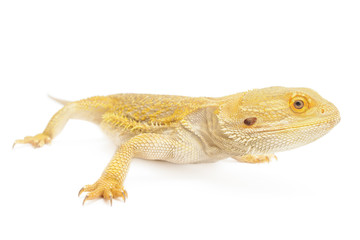 Bearded Dragon