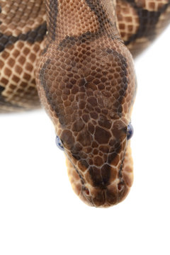 Ball Python