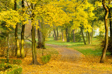 Autumn alley in a park