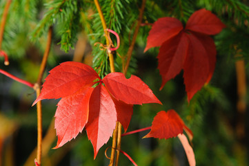 Red autumn leafs closeup