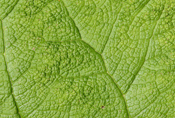 Leaf detail