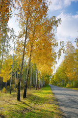 Аллея в лесной парковой зоне.