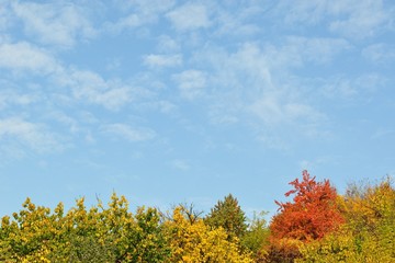 Fototapeta premium Colorful autumn trees and blue sky