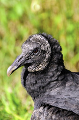 Portrait of a Black Vulture