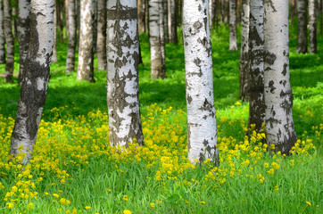 Trees in the birch wood