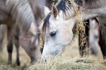 Herd of horses eating hay.