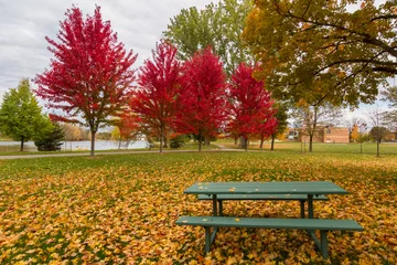 Tuinposter Autumn in Canada © anujakjaimook