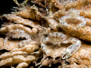 Pen Crab - Porcellanella triloba