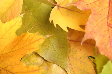 Naklejka na ściany i meble Bright autumn leafs close-up background