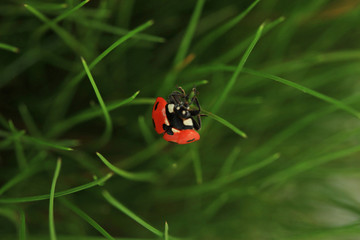 Beautiful ladybird on green grass