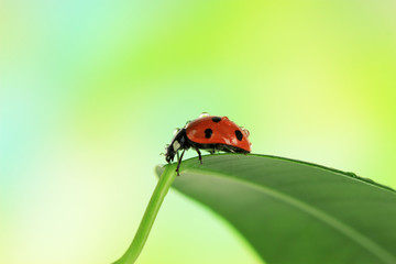 Beautiful ladybird on green leaf