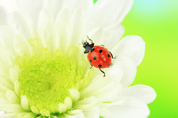 Beautiful ladybird on flower, close up