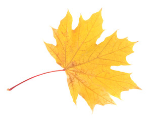 Yellow maple leaf isolated on white