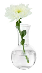 Flower in test-tube isolated on white