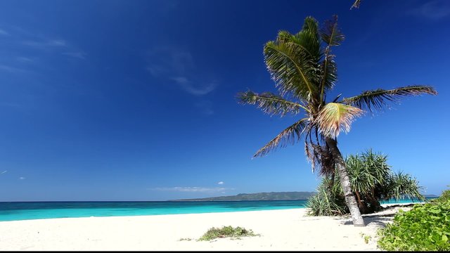 Palm on caribbean beach