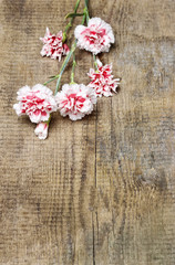 Red and white carnation isolated on brown wooden background