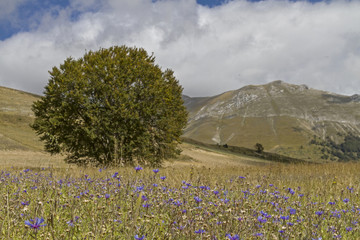 Blumenteppich in den Sibillini