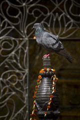 Domestic pigeon perched on stupa, in Kathmandu temple