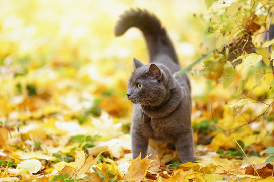 British Shorthair Cat Outdoor Walking In Harness