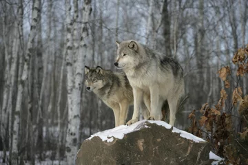 Papier Peint photo autocollant Loup Loup gris, Canis lupus