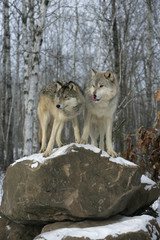 Grey wolf, Canis lupus
