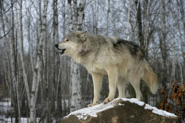 Grey wolf, Canis lupus