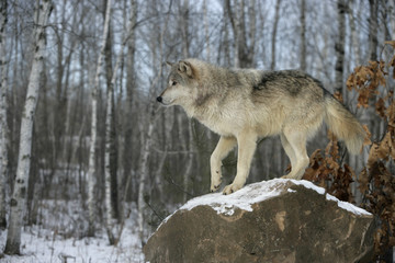 Fototapeta na wymiar Grey wolf, Canis lupus