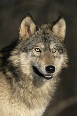 Naklejka premium Grey wolf, Canis lupus