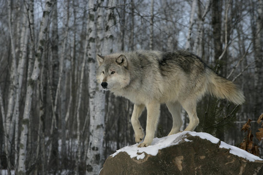 Grey wolf, Canis lupus
