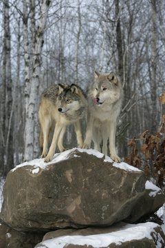 Grey wolf, Canis lupus