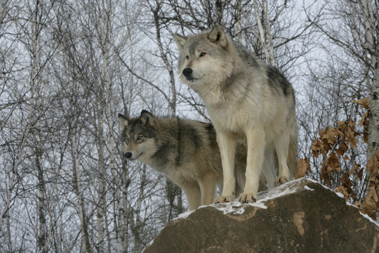 Grey wolf, Canis lupus