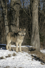 Grey wolf, Canis lupus