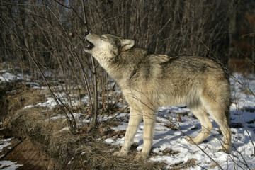 Grey wolf, Canis lupus