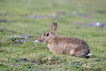 Fototapeta premium Rabbit, Oryctolagus cuniculus
