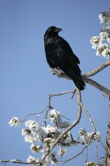 Raven, Corvus corax