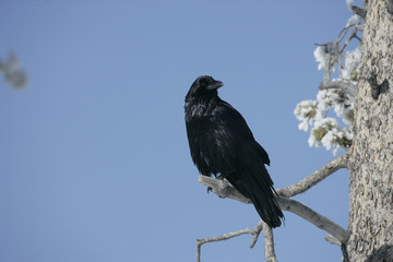 Raven, Corvus corax