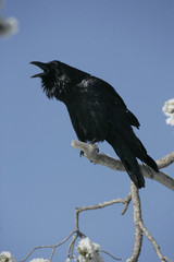 Raven, Corvus corax