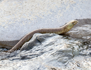 Water snake