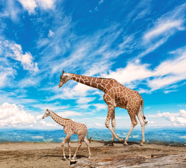 Naklejka premium family of giraffes goes against the blue sky