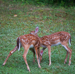 Fawn Pair