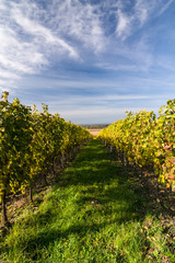 Autumn vineyard