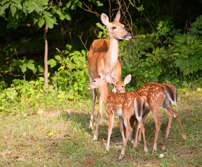 Fawns and mom