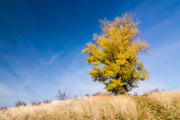 Autumn landscape with yellow-colored aspen