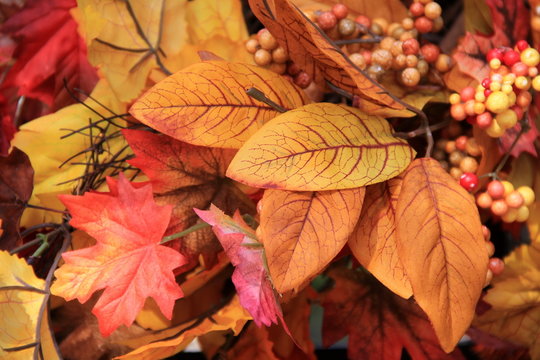 Colorful Fall leaves and berries