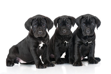 three cane corso puppies