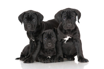 Obraz premium three adorable cane corso puppies