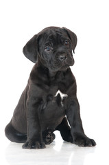 black cane corso puppy portrait