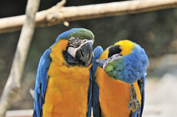 ルリコンゴウインコ