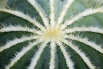 Mammillaria
