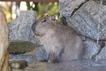 温泉に入るカピバラ